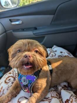 Charleigh -  Shih Tzu Dog for Adoption in Waunakee, Wisconsin - Charleigh | PetCurious