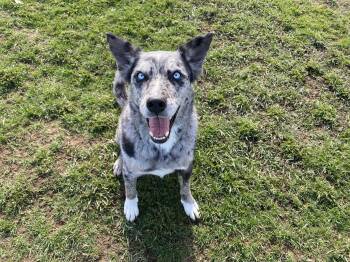 Mixed Breed Dogs Available for Adoption in Mccall, Idaho - Leroy | PetCurious