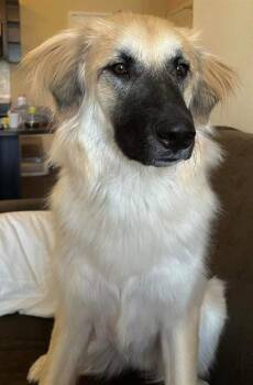 Rescue Anatolian Shepherd Dogs for Adoption in San Antonio, Texas - RILEY | PetCurious