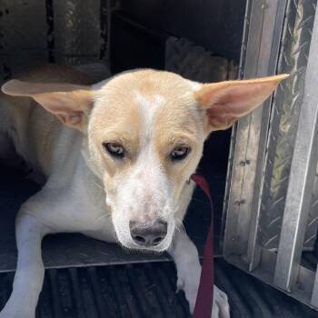 Mixed Breed Dogs Available for Adoption in Green Forest, Arkansas - Ari | PetCurious