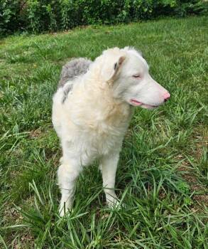 Purple Allium -  Border Collie Dog Available for Adoption in Troy, Virginia - Purple Allium | PetCurious