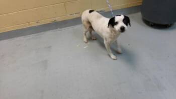 FLUFFY -  Pit Bull Terrier and Mixed Breed Dog for Adoption in Tulsa, Oklahoma - FLUFFY | PetCurious