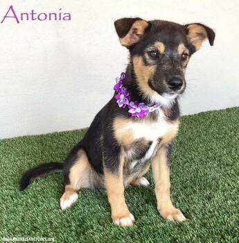 Antonia -  Australian Shepherd Dog Available for Adoption in San Diego, California - Antonia | PetCurious