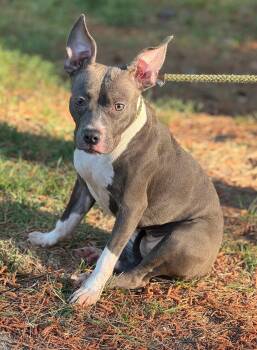 Mixed Breed Dogs Available for Adoption in Sumter, South Carolina - Lottie | PetCurious