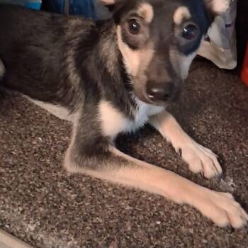 Spike -  Labrador Retriever Dog for Adoption in Oak Bluffs, Massachusetts - Spike | PetCurious