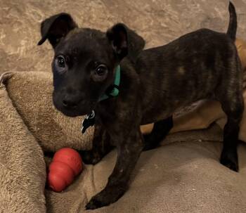 Labrador Retriever Dogs Available for Adoption - Reggie | PetCurious