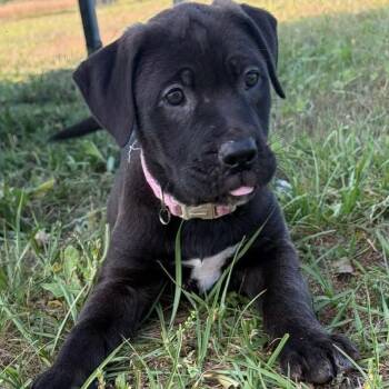 Labrador Retriever and Mixed Breed Dogs Available for Adoption in Enterprise, Alabama - Rizzo | PetCurious