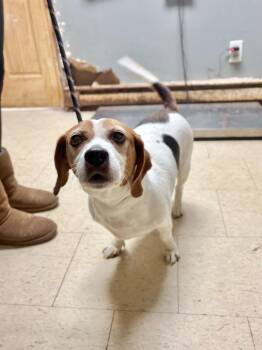 Beagle and Mixed Breed Dogs Available for Adoption - Kissy Missy | PetCurious