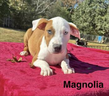 Magnolia -  Boxer Dog for Adoption in Manchester, Connecticut - Magnolia | PetCurious