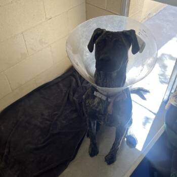Dory -  Mastiff Dog for Adoption in Buellton, California - Dory | PetCurious