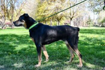Rottweiler and Boxer Dogs Available for Adoption in Yakima, Washington - Rocky Girl | PetCurious