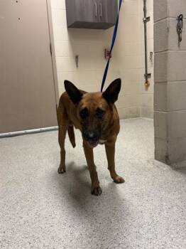 German Shepherd Dog and Mixed Breed Dogs Available for Adoption in Conroe, Texas - A428348 | PetCurious