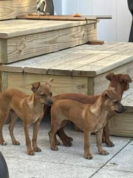 Cashew -  Mixed Breed Dog for Adoption in Wyoming, Michigan - Cashew | PetCurious