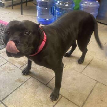 Rescue Mixed Breed Dogs for Adoption in Huntington, West Virginia - Dottie Stray Hold 9/28 | PetCurious