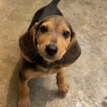 Piggy -  Beagle Dog for Adoption in Freeport, Florida - Piggy | PetCurious