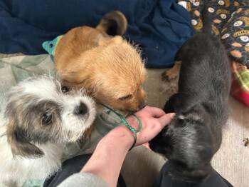 Wirehaired Terrier and Cairn Terrier Dogs Available for Adoption - Lennie | PetCurious