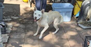 A825025 -  Husky Dog for Adoption in San Antonio, Texas - A825025 | PetCurious