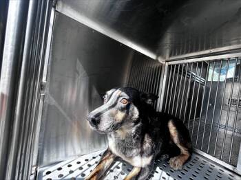 Rescue Mixed Breed Dogs for Adoption in Dallas, Texas - COWBOY | PetCurious