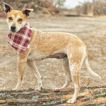 Terrier Dogs Available for Adoption - Sasha | PetCurious