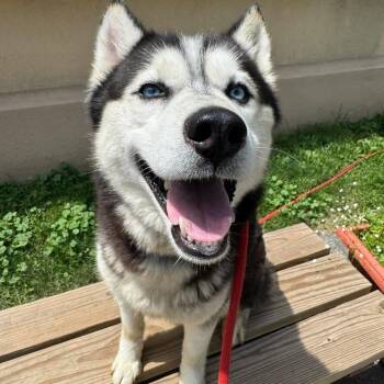 Adeline -  Husky Dog for Adoption in Buffalo, New York - Adeline | PetCurious