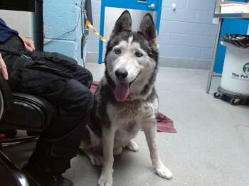 RASCAL -  Husky Dog for Adoption in Albuquerque, New Mexico - RASCAL | PetCurious