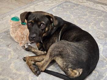 Jack -  Pit Bull Terrier Dog for Adoption in Springville, New York - Jack | PetCurious