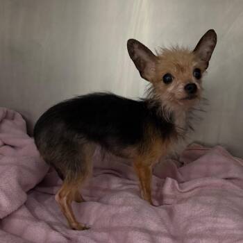 Melanie -  Yorkshire Terrier Dog for Adoption in Newark, New Jersey - Melanie | PetCurious