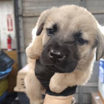 Harry -  Black Mouth Cur and Chow Chow Dog for Adoption in Beulaville, North Carolina - Harry | PetCurious
