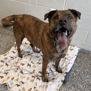 Mixed Breed Dogs Available for Adoption - King | PetCurious