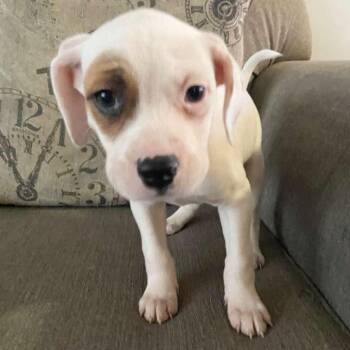 American Staffordshire Terrier Dogs Available for Adoption - Nutella | PetCurious