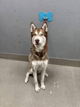 DEX -  Siberian Husky Dog for Adoption in Las Vegas, Nevada - DEX | PetCurious