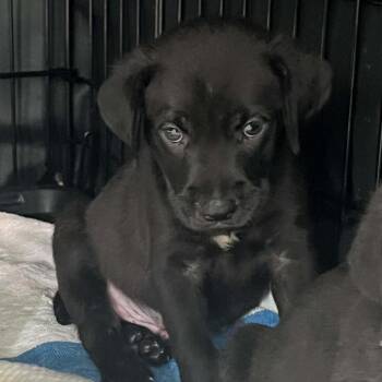 Alvin -  Mixed Breed Dog for Adoption in Lake Panasoffkee, Florida - Alvin | PetCurious