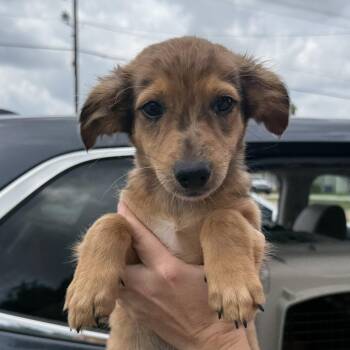 MJ -  Mixed Breed Dog for Adoption in Columbia, South Carolina - MJ | PetCurious