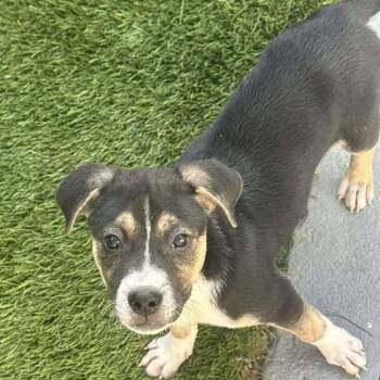 Australian Cattle Dog Blue Heeler and Mixed Breed Dogs Available for Adoption in Pinellas Park, Florida - Chrys | PetCurious