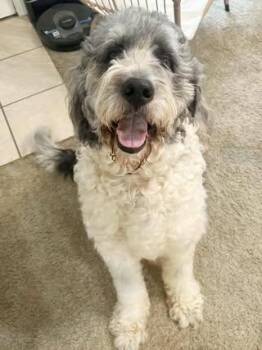 Goldendoodle Dogs Available for Adoption in Calera, Alabama - Tucker | PetCurious