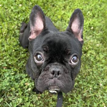 Jules -  French Bulldog Dog for Adoption in Pittsburgh, Pennsylvania - Jules | PetCurious