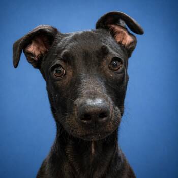 Black Labrador Retriever Dogs Available for Adoption in Mankato, Minnesota - Derek | PetCurious