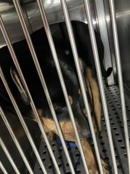 Mixed Breed Dogs Available for Adoption in Dallas, Texas - DRACO | PetCurious