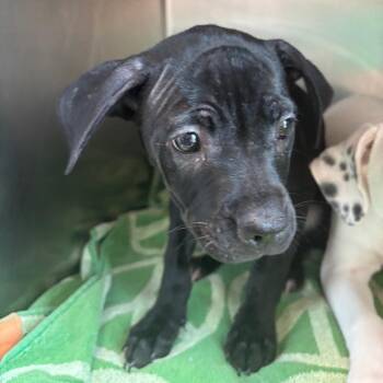 Ashley -  Mixed Breed Dog for Adoption in Council Bluffs, Iowa - Ashley | PetCurious