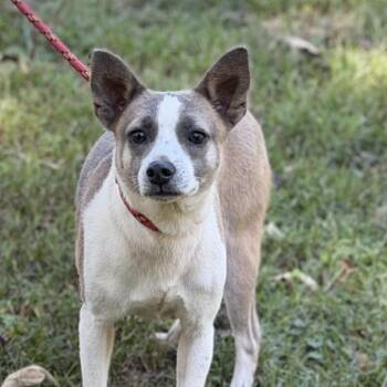 Woody -  Chihuahua Dog for Adoption in Locust Fork, Alabama - Woody | PetCurious
