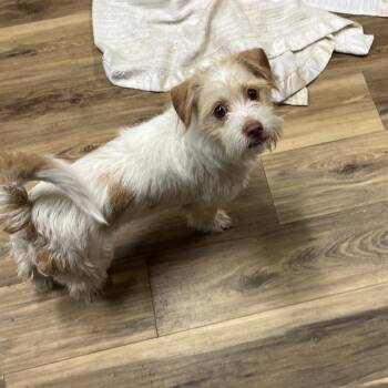 Rougarou -  Terrier and Mixed Breed Dog for Adoption in Rockville, Maryland - Rougarou | PetCurious