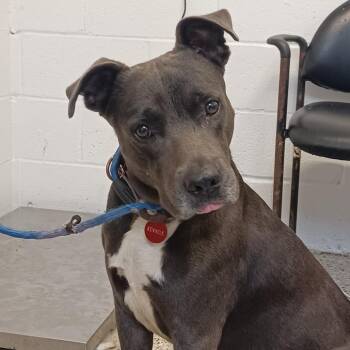 Labrador Retriever Dogs Available for Adoption in Hattiesburg, Mississippi - Big Cheese | PetCurious