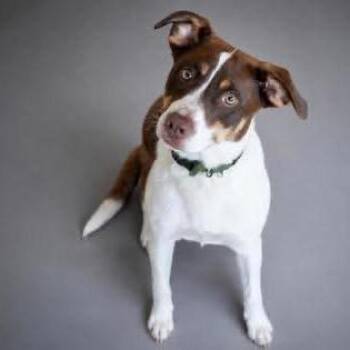 Milo -  Mixed Breed Dog for Adoption in Allentown, Pennsylvania - Milo | PetCurious