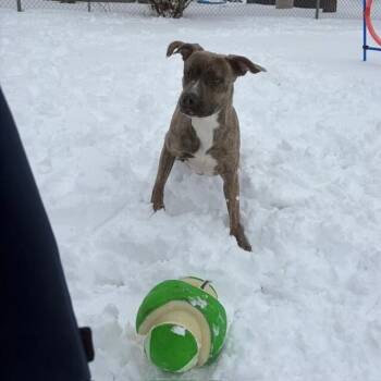 American Bulldog Dogs Available for Adoption - Macey  | PetCurious