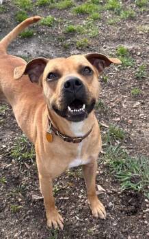 Boxer and Black Mouth Cur Dogs Available for Adoption in Jackson, Georgia - Bo | PetCurious