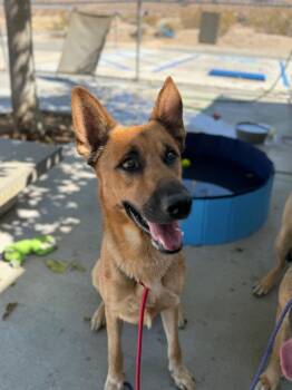 Sundance -  German Shepherd Dog Dog for Adoption in Twentynine Palms, California - Sundance | PetCurious
