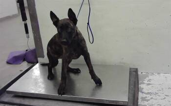 Labrador Retriever and Mixed Breed Dogs Available for Adoption in Houston, Texas - A2069386 | PetCurious