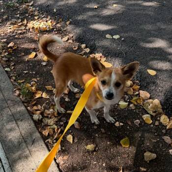 Dawkins. -  Chihuahua Dog for Adoption in Philadelphia, Pennsylvania - Dawkins. | PetCurious