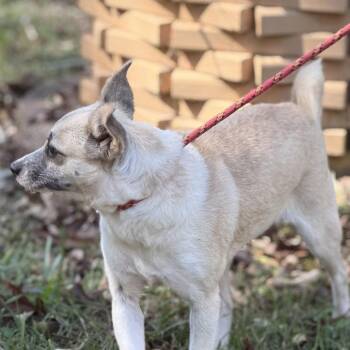 Jessie -  Chihuahua Dog for Adoption in Locust Fork, Alabama - Jessie | PetCurious