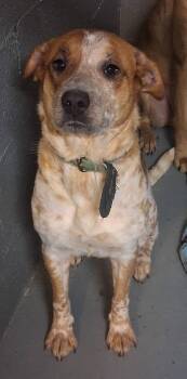 Halo -  Labrador Retriever and Australian Cattle Dog Blue Heeler Dog for Adoption in Stuart, Virginia - Halo | PetCurious